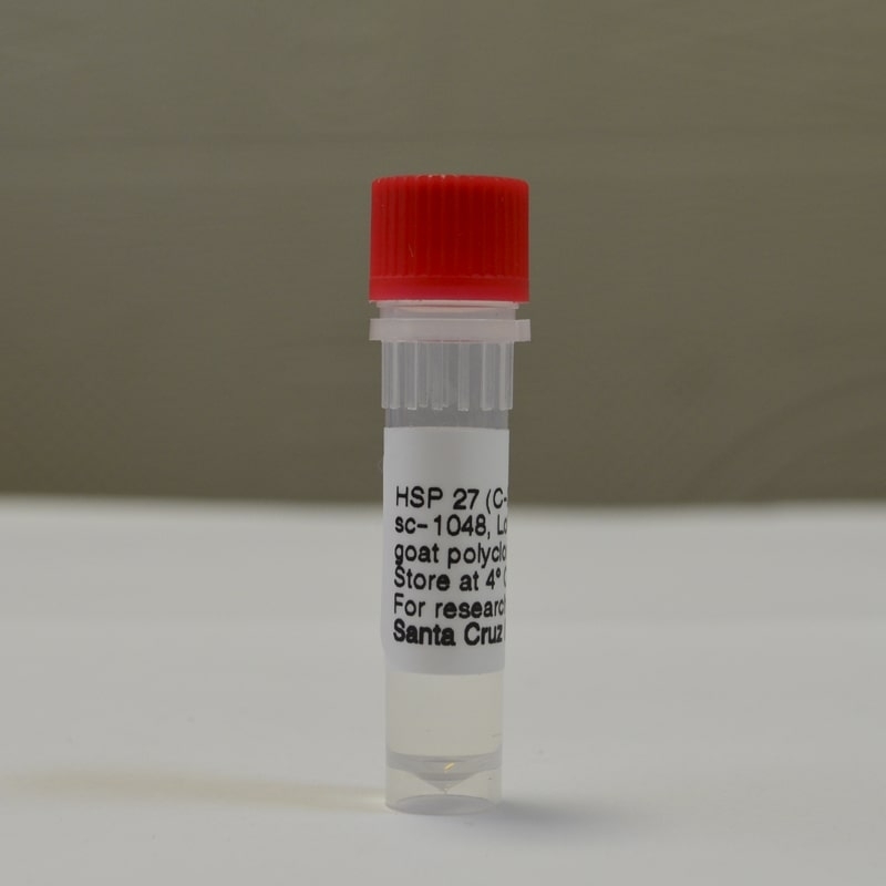 Антитела HSP 27 Antibody (C-20)