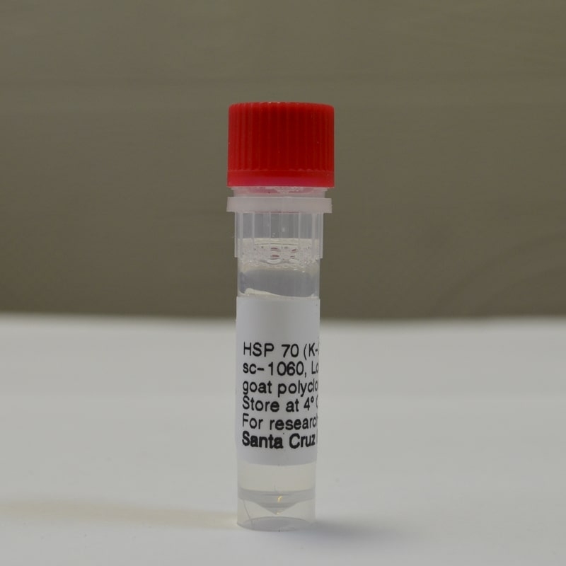 HSP 70 Antibody (K-20)