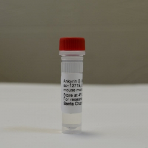 Антитела Ankyrin G Antibody (463)