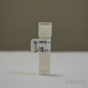 Антитела 24B10, supernatant 1 мл