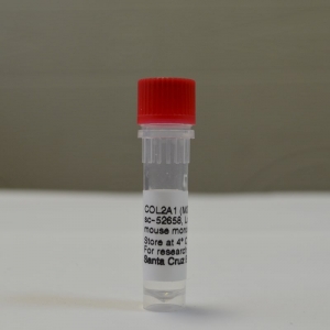 Антитела COL2A1 Antibody (M2139)