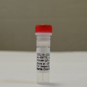 Антитела COL1A Antibody (COL-1)