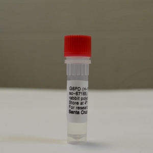 Антитела G6PD Antibody (H-160)