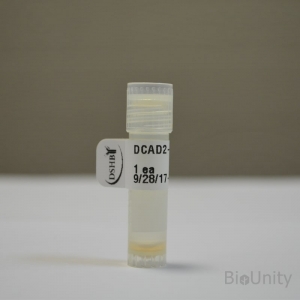 Антитела DCAD2, supernatant 1 мл