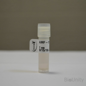Антитела AMF-17b, supernatant 1 мл